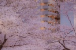 Sakura beautiful HD wallpaper