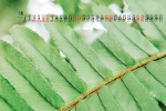 2022年3月护眼绿植桌面日历壁纸图片