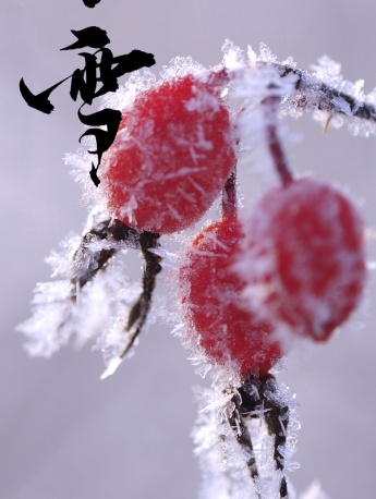二十四节气小雪手机壁纸图片