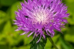 Fresh and elegant cornflower picture wallpaper