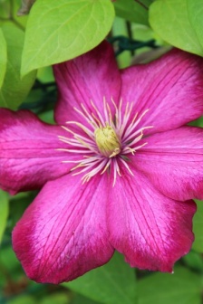 HD clematis pictures
