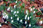 HD snowdrop pictures desktop wallpaper