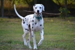 Dalmatian dog pictures