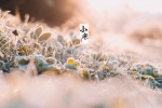 Snowflake scenery picture wallpaper of Xiaohan solar term