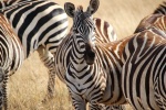 Zebra on the grassland picture desktop wallpaper