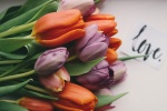tulip bouquet pictures desktop wallpaper