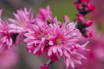 Valentine's Day Chrysanthemum and Peach Pictures