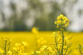 高清油菜花图片桌面壁纸