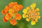Brightly colored lantana pictures desktop wallpaper