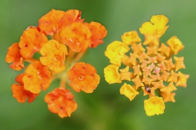 Brightly colored lantana pictures desktop wallpaper
