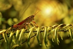Brown grasshopper picture desktop wallpaper