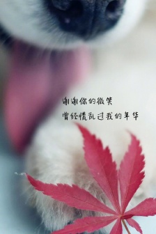 Personalized emotional text quotes HD mobile wallpaper