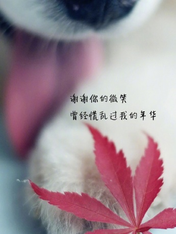 个性情感文字语录高清手机壁纸