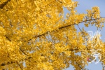 Autumnal equinox ginkgo tree pictures desktop wallpaper