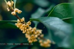 November 2021 eye-protecting osmanthus calendar wallpaper