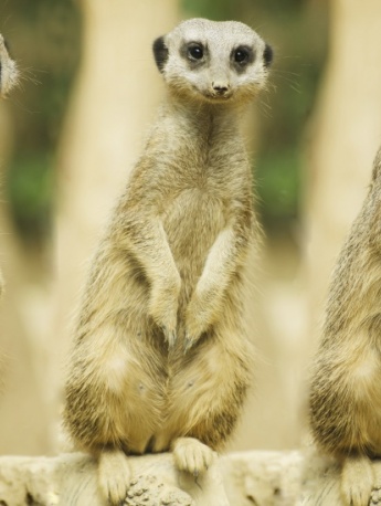 Meerkat Pictures Smart and Cute Meerkat Pictures