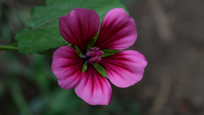 Delicate and beautiful mallow computer wallpaper