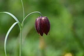 Blooming caladium pictures desktop wallpaper