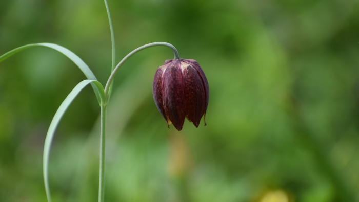 Blooming caladium pictures desktop wallpaper