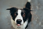 border collie pictures
