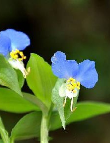 Pictures of duckweed wildflowers