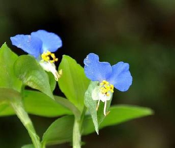 鴨跖草野花圖片