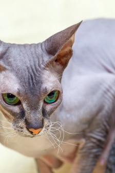 顿斯科伊猫图片