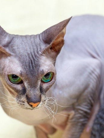 Donskoy cat pictures