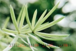 2021年11月清新绿色日历壁纸