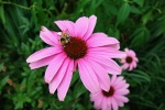 HD echinacea pictures