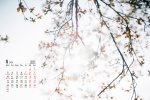 2022年1月清新淡雅花朵日曆壁紙