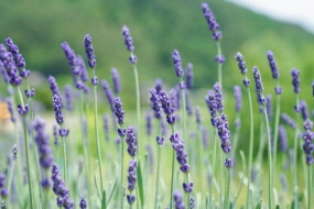 薰衣草花海唯美风景桌面壁纸