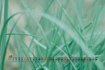 2021年6月绿色护眼桌面日历壁纸
