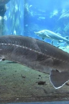 Chinese sturgeon HD pictures
