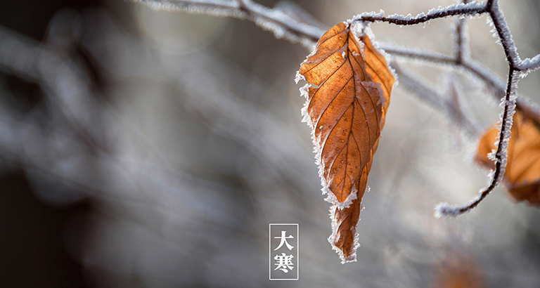 Dahan mobile wallpaper