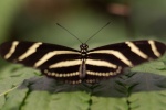 Beautiful yellow-sleeved butterfly pictures desktop wallpaper