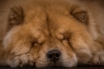 Chow Chow Pictures Chow Chow Pictures