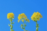 Beautiful pictures of rape flowers