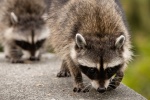 Cute little raccoon pictures
