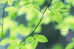 Eye-protecting green leaves HD calendar wallpaper for April 2022