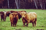 Long haired Scottish cow pictures