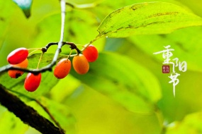 Double Ninth Festival dogwood picture desktop wallpaper
