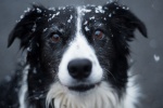 HD border collie pictures desktop wallpaper