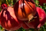 Pomegranate on the pomegranate tree picture desktop wallpaper