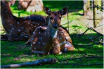 Cute red deer pictures