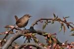 Birds Wren Pictures