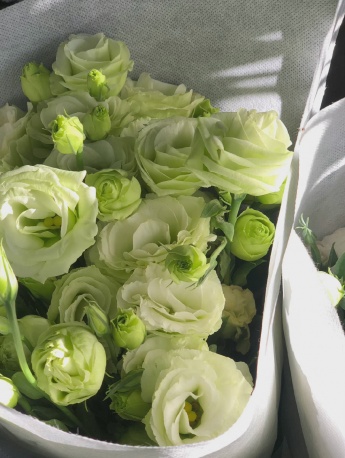 清新春日綠色係手機壁紙