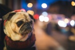 Cute pug pictures desktop wallpaper