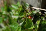 Bright ladybug pictures