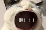 猫咪哇表情包